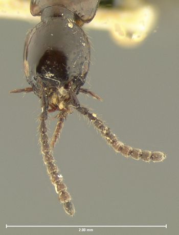 Media type: image;   Entomology 33572 Aspect: head dorsal view